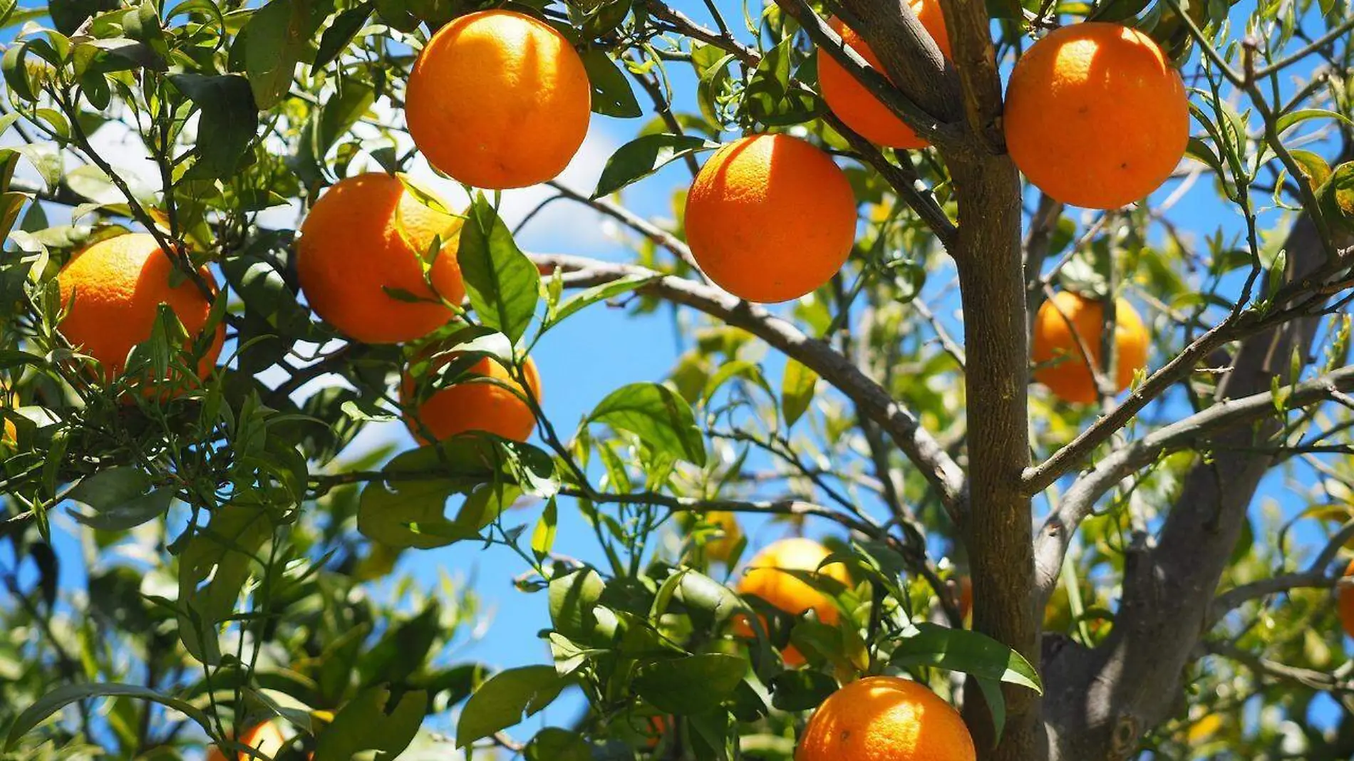 Árbol de naranja